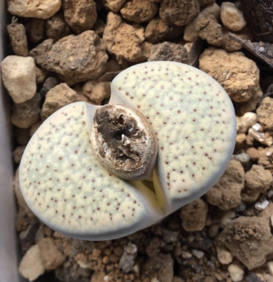 Lithops verruculosa v. glabra C160 seeds