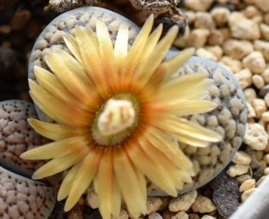 Lithops verruculosa v. verruculosa C120 seeds