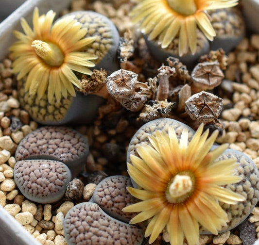 Lithops verruculosa v. verruculosa C120 seeds