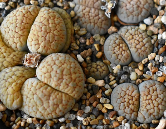 Lithops verruculosa v. verruculosa 'Verdigris' seeds