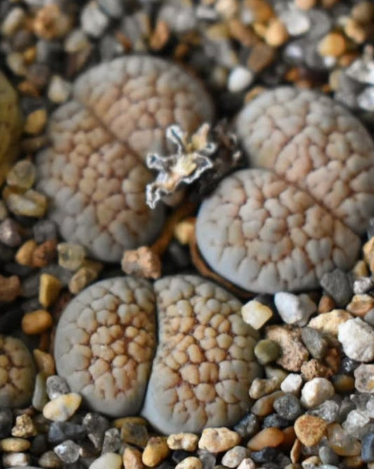 Lithops verruculosa v. verruculosa 'Verdigris' seeds