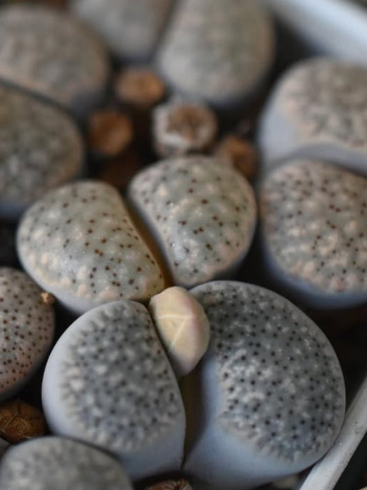 Lithops verruculosa v. verruculosa (syn. inae) C196 seeds