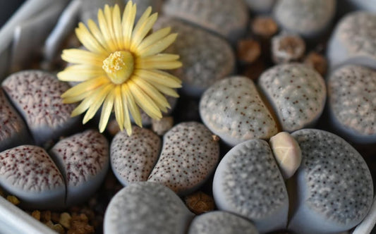 Lithops verruculosa v. verruculosa (syn. inae) C196 seeds