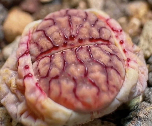 Lithops verruculosa var.verruculosa cv. 'Firewoks' seeds