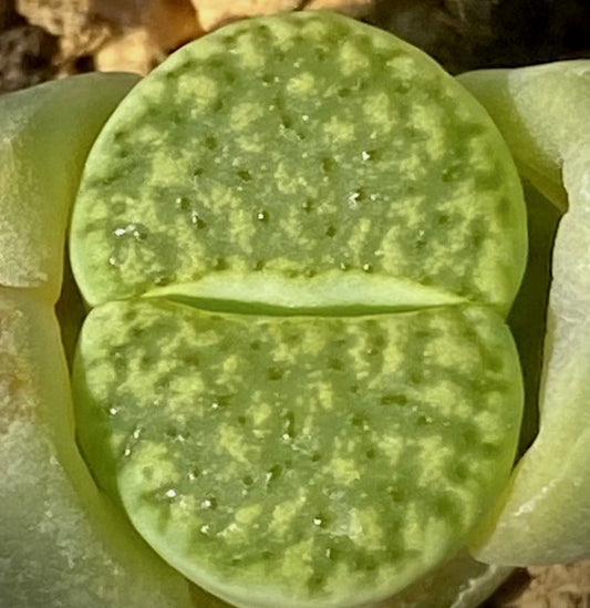 Lithops warty 'Chrysoberyl' Ex Shimada seeds