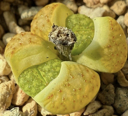 Lithops warty 'Chrysoberyl' Ex Shimada seeds