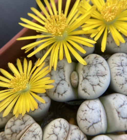 Lithops werneri C188 seeds