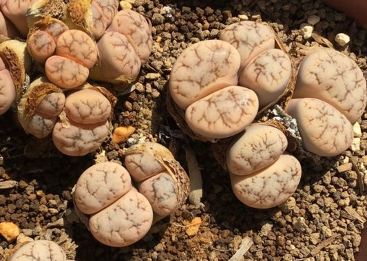 Lithops werneri C188 seeds
