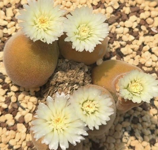Muiria hortenseae seeds