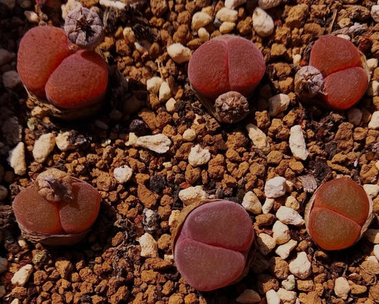Ophthalmophylum friedrichiae (Selection Varieties) seeds