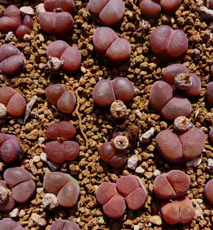 Ophthalmophylum friedrichiae (Selection Varieties) seeds