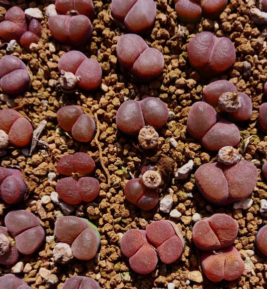 Ophthalmophylum friedrichiae (Selection Varieties) seeds