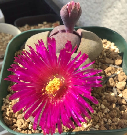 Pleiospilos nelii ‘Royal Flush’ seeds