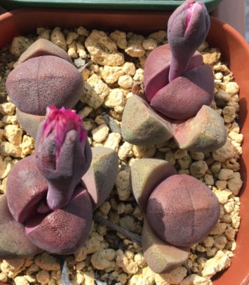 Pleiospilos nelii ‘Royal Flush’ seeds