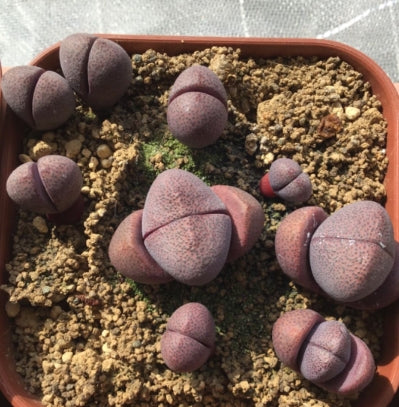 Pleiospilos nelii ‘Royal Flush’ seeds