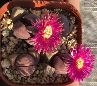 Pleiospilos nelii ‘Royal Flush’ seeds