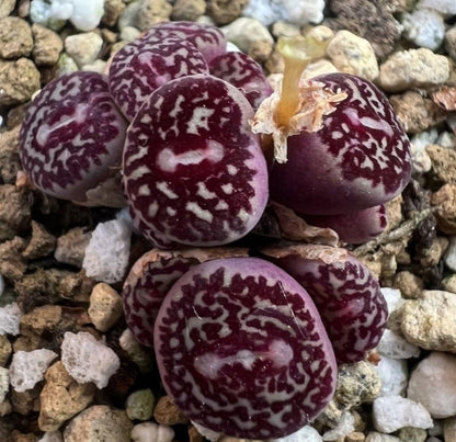 Conophytum Minimum 'Wittebergense' RR714 seeds