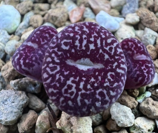 Conophytum Minimum 'Wittebergense' RR714 seeds