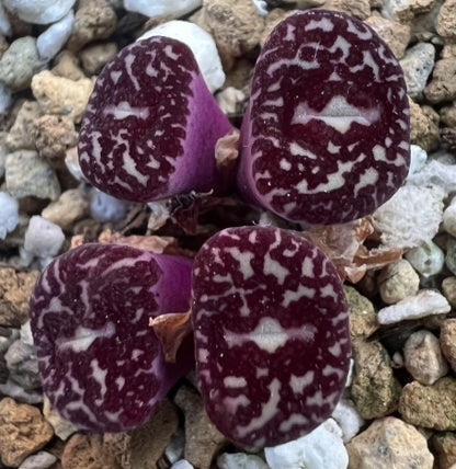 Conophytum Minimum 'Wittebergense' RR714 seeds