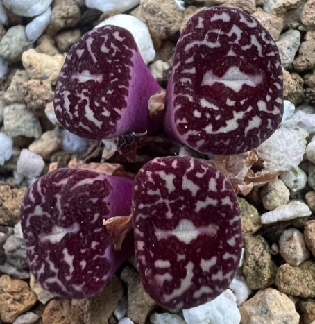 Conophytum Minimum 'Wittebergense' RR714 seeds