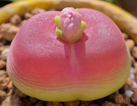 Conophytum Rutum Japanese Selection seeds