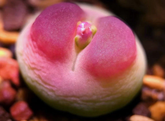 Conophytum Rutum Japanese Selection seeds