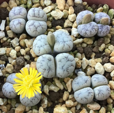 Lithops werneri Ｃ188 seeds