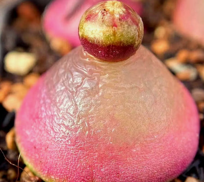Conophytum Burgeri ex Mesa seeds