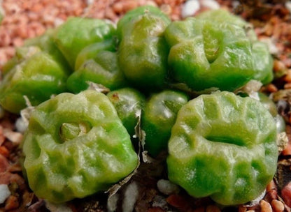 Conophytum angelicae ssp. teragonum Oemsberg seeds