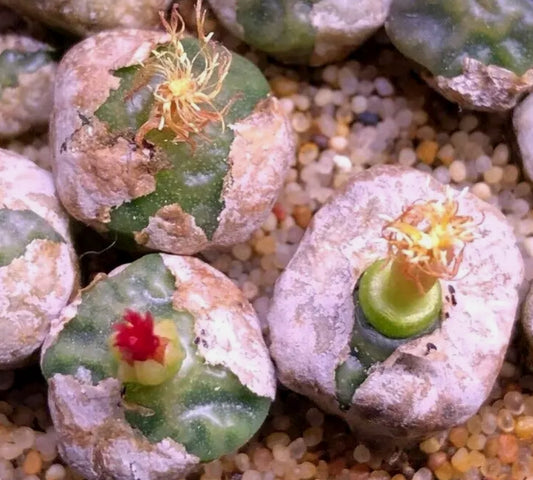 Conophytum angelicae ssp. teragonum Oemsberg seeds