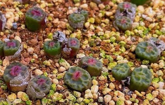 Conophytum angelicae ssp. teragonum Oemsberg seeds