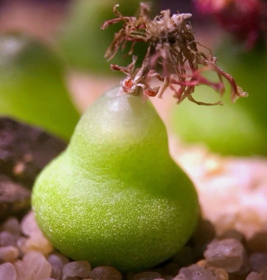 Conophytum subterraneum seeds