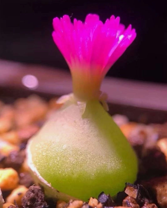 Conophytum subterraneum seeds
