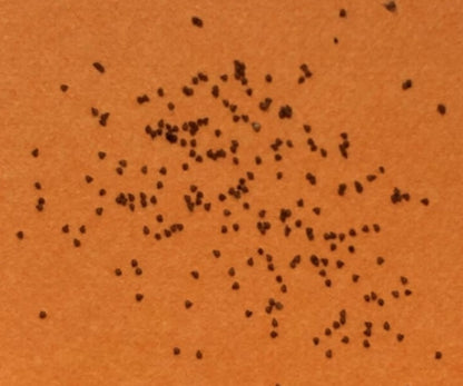 Conophytum maughanii seeds