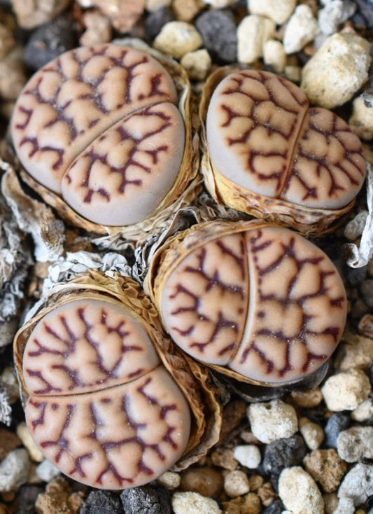 Lithops bromfieldii v. mennellii C283 seeds