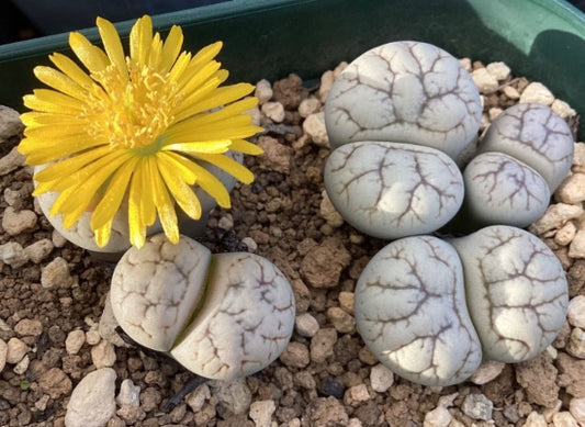 Lithops werneri C188 seeds