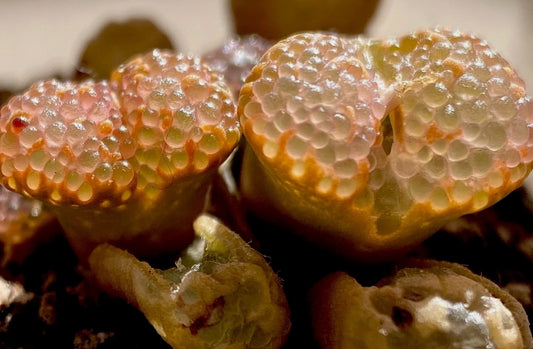 Conophytum pellucidum 'pardicolor' (growing fountain) orange seeds