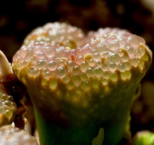 Conophytum pellucidum 'pardicolor' (growing fountain) orange seeds