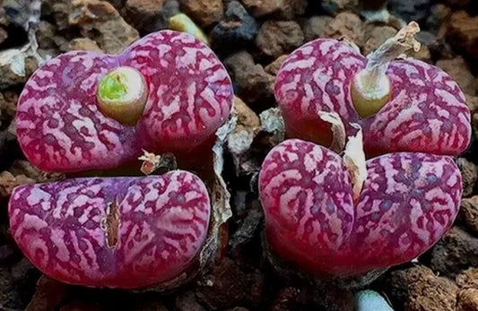 Conophytum pellucidum v neohallii Deurdrift seeds