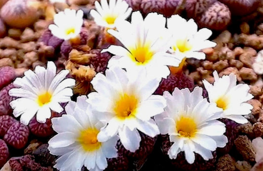 Conophytum pellucidum v neohallii Deurdrift seeds