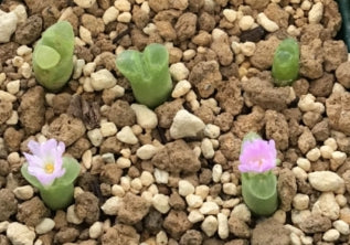 Conophytum devium ssp stiriiferum B+H2298 Geelberg seeds